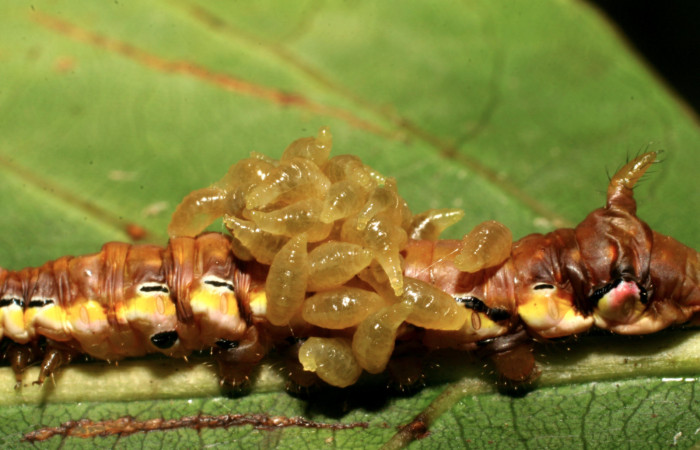 Figura 12. Larva <i>Xylodonta guarana</i></i> (Notodontidae), vista larvitas de parásitos <i>Euplectrus hugokonsi</i></i> (Eulophidae), localidad Quebrada Tibio Perla, Sector Mundo Nuevo ACG (330m). Voucher: 07-SRNP-58948-DHJ428962.jpg.