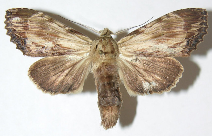 Figura 6. Adulto de <i>Xylodonta markvanputteni</i></i> (Notodontidae), hembra vista dorsal, localidad Finca San Gabriel, Sector San Cristóbal ACG (645m). Voucher: 08-SRNP-1548-DHJ398600.jpg.