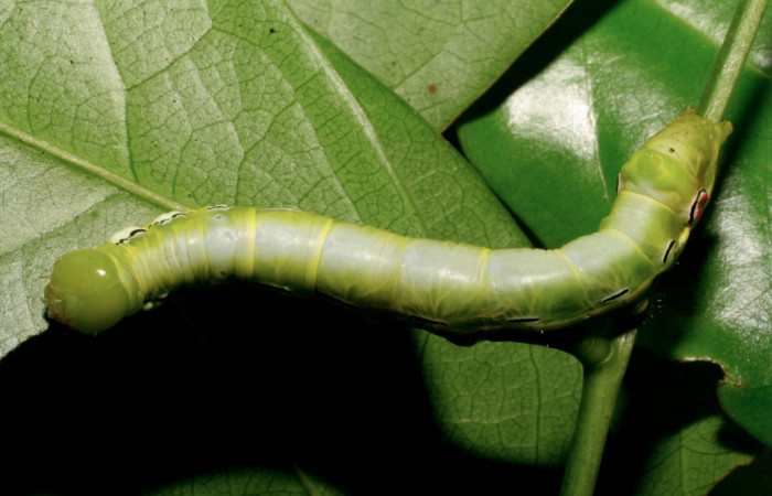 Figura 9. Larva <i>Xylodonta guarana</i></i> (Notodontidae), último estadío (U) vista dorsal, localidad Quebrada Lajosa, Sector Del Oro ACG (400m). Voucher: 08-SRNP-21930-DHJ438308.jpg.