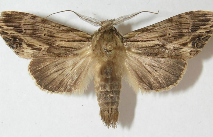 Figura 1. Adulto de <i>Xylodonta markvanputteni</i></i> (Notodontidae), vista dorsal, localidad Sendero Naciente, Sector Pitilla ACG (700m). Voucher: 11-SRNP-30842-DHJ544188.jpg.