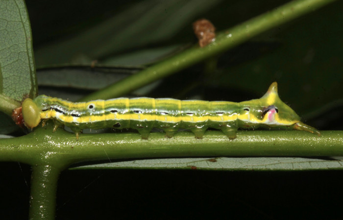 Figura 14. Larva <i>Xylodonta terrena</i></i> (Notodontidae), último estadío (U) vista lateral, localidad Casa Roberto, Sector Pitilla ACG (520m). Voucher: 17-SRNP-31659-DHJ739417.jpg.