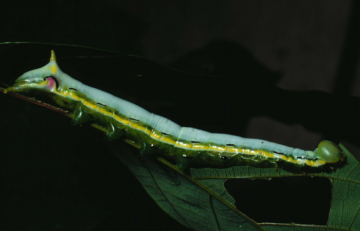 Figura 15. Larva <i>Xylodonta terrena</i></i> (Notodontidae), último estadío (U) vista lateral, localidad Finca San Gabriel, Sector San Cristóbal ACG (645m). Voucher: 89-SRNP-86-DHJ10970.jpg.