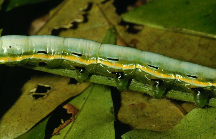 Figura 2. Larva <i>Xylodonta markvanputteni</i></i> (Notodontidae), último estadío (U) vista lateral, localidad Estación Góngora, Sector Cacao ACG (570m). Voucher: 94-SRNP-9721-DHJ26271.jpg.