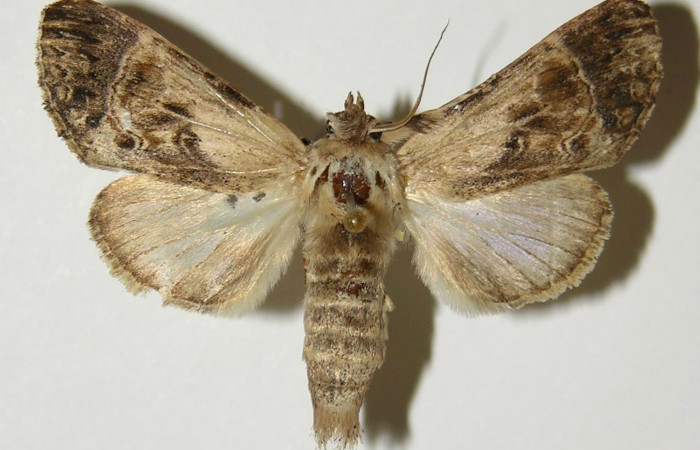 Figura 11. Adulto de <i>Xylodonta guarana</i></i> (Notodontidae), hembra vista dorsal, localidad Area Administrativa, Sector Santa Rosa ACG (295m). Voucher: 96-SRNP-10159-DHJ300660.jpg.