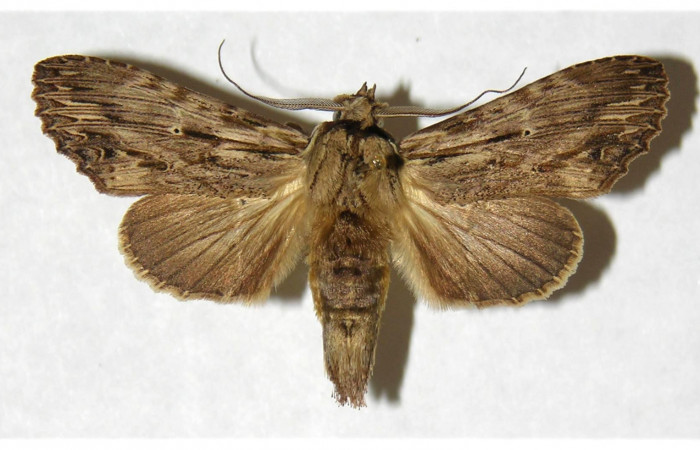 Figura 16. Adulto de <i>Xylodonta terrena</i></i> (Notodontidae), macho vista dorsal, localidad Estación Cacao, Sector Cacao ACG (1150m). Voucher: 97-SRNP-799-DHJ322332.jpg.