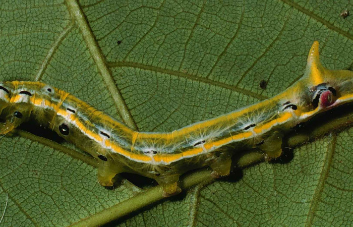Figura 3. Larva <i>Xylodonta markvanputteni</i></i> (Notodontidae), último estadío (U) vista lateral, localidad Sendero Pinyal, Sector San Cristóbal ACG (630m). Voucher: 99-SRNP-5630-DHJ51254.jpg.