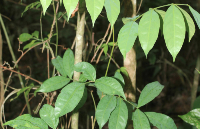 Figura 23. Planta hospedera de <i>Xylodonta markvanputteni</i></i> (Notodontidae), esta planta se llama <i>Swartzia nicaraguensis</i></i> (Fabaceae), localidad Medrano Estación Biológica Quica, Sector Pitilla ACG (380m). Foto: Ricardo Calero, 21 Abril 2020.
