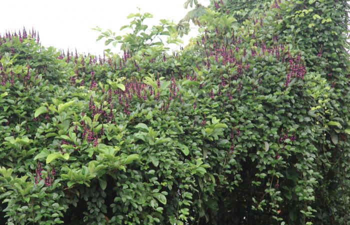 Figura 22. Planta hospedera de <i>Xylodonta patrickgoodwilliei</i></i> (Notodontidae), esta planta se llama <i>Dioclea wilsonii</i></i> (Fabaceae), Estación Biológica Quica, Sector Pitilla ACG (470m). Foto: Ricardo Calero, 21 Octubre 2016.