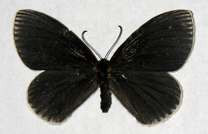 Figura 11. Adulto hembra de <i>Hades noctula</i></i> (Riodinidae) vista dorsal. Voucher 01-SRNP-2576-DHJ321404.jpg.
