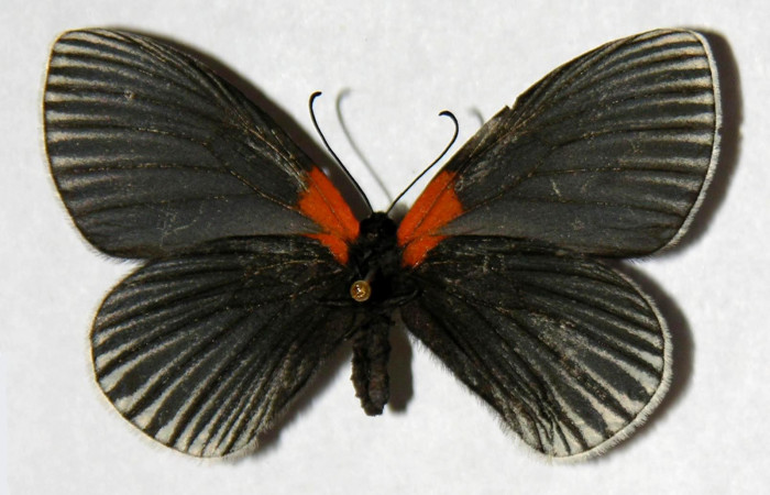 Figura 12. Adulto hembra de <i>Hades noctula</i></i> (Riodinidae) vista ventral. Voucher 01-SRNP-2576-DHJ321405.jpg.