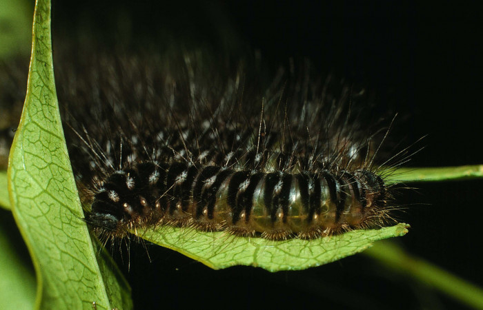 Figura 3. <i>Hades noctula</i></i>  (Riodinidae), último estadio, posición lateral, Estación San Cristóbal, Tajo Angeles. Voucher 01-SRNP-2576-DHJ62762.jpg.