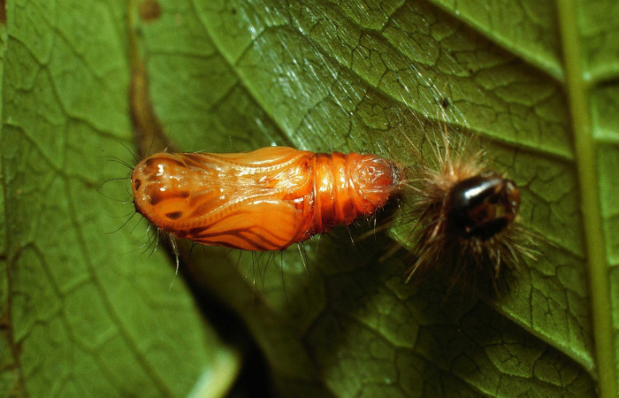 Figura 8. Pupa de <i>Hades noctula</i></i> (Riodinidae), posición ventral, Sector San Cristóbal, Río Blanco Abajo. Voucher  02-SRNP-3673-DHJ67407.jpg.