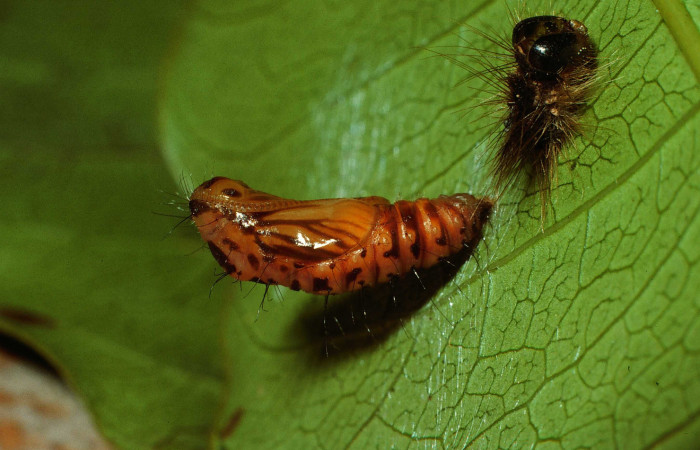 Figura 9. Pupa de <i>Hades noctula</i></i> (Riodinidae), posición lateral. Sector San Cristóbal, Río Blanco Abajo. Voucher 02-SRNP-3673-DHJ67408.jpg.