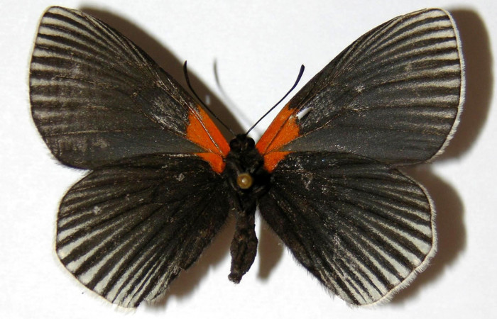 Figura 1. <i>Hades noctula</i></i>  (Riodinidae) adulto hembra, vista ventral. Voucher 02-SRNP-5782.12-DHJ320971.jpg
