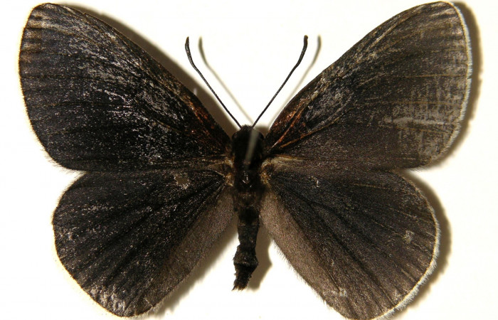 Figura 13. Adulto macho de <i>Hades noctula</i></i> (Riodinidae) vista dorsal. Voucher 02-SRNP-5782.36-DHJ91886.jpg.