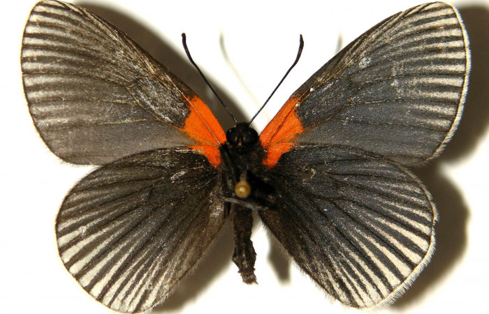 Figura 14. Adulto hembra de <i>Hades noctula</i></i> (Riodinidae) vista ventral. Vouche 02-SRNP-5782.36-DHJ91887.jpg.