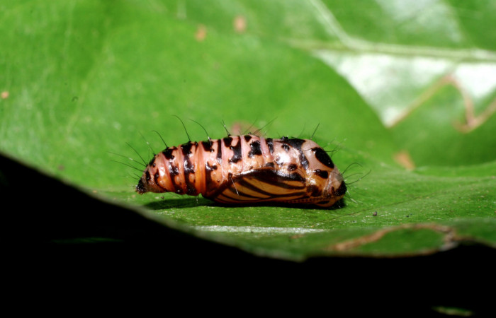 Figura 7. Pupa de <i>Hades noctula</i></i> (Riodinidae), posición lateral, La Perla, Estación Santa Maria. Voucher  08-SRNP-58329-DHJ449814.jpg.