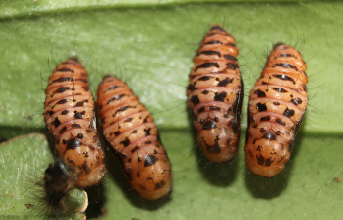 Figura 5. Pupas de <i>Hades noctula</i></i> (Riodinidae), posición dorsal, Estación Quica, Bullas. Voucher 15-SRNP-70559-DHJ727085.jpg.