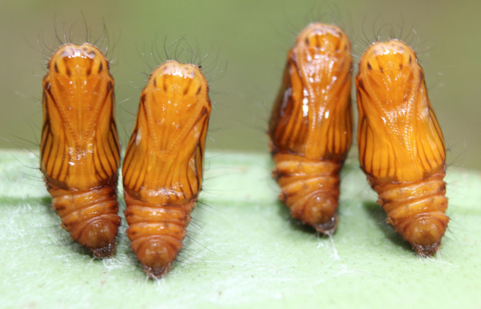 Figura 6. Pupas de <i>Hades noctula</i></i>  (Riodinidae), posición ventral, Estación Quica, Bullas. Voucher 15-SRNP-70559-DHJ727086.jpg.