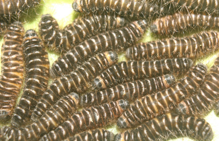 Figura 4. <i>Hades noctula</i></i>  (Riodinidae), último estadio, posición dorsal, Estación Quica, Bullas. Voucher 15-SRNP-70584-DHJ727113.jpg.