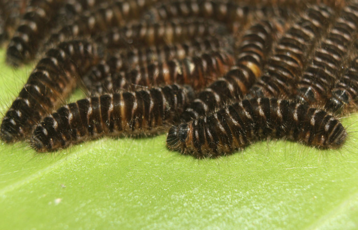 Figura 2. <i>Hades noctula</i></i>  (Riodinidae), último estadio, Estación Quica, Bullas. Voucher 15-SRNP-70584-DHJ727116.jpg.