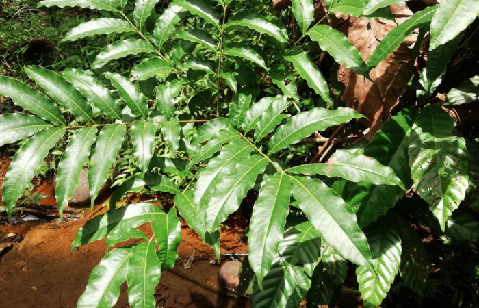 Figura 15. Planta <i>Tapirira mexicana</i></i> hospedera de <i>Hades noctula</i></i>  (Riodinidae). Sector San Cristóbal, Río Blanco Abajo. Foto. Gloria Sihezar 14 Mayo 2020.
