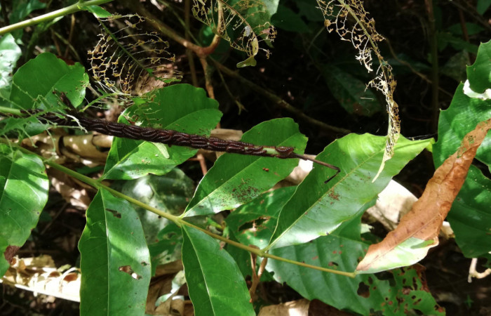 Figura 16. Planta <i>Tapirira mexicana</i></i> hospedera de <i>Hades noctula</i></i> (Riodinidae). Sector San Cristóbal, Río Blanco Abajo. Foto. Gloria Sihezar 14 Mayo 2020.
