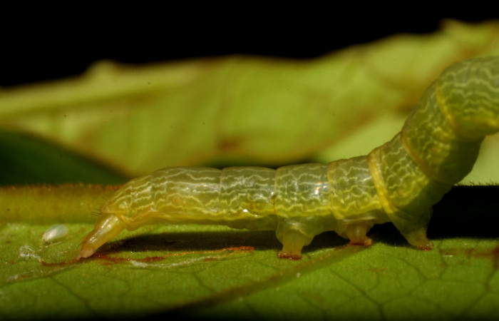 Figura 10.Lateral posterior <i>Ceromacra</i></i> Poole02 (Erebidae).Sector San Cristobal, Sendero Huerta, (elevación 527 metros). Colectada 7 enero 2006.(06-SRNP-93-DHJ409356.jpg).