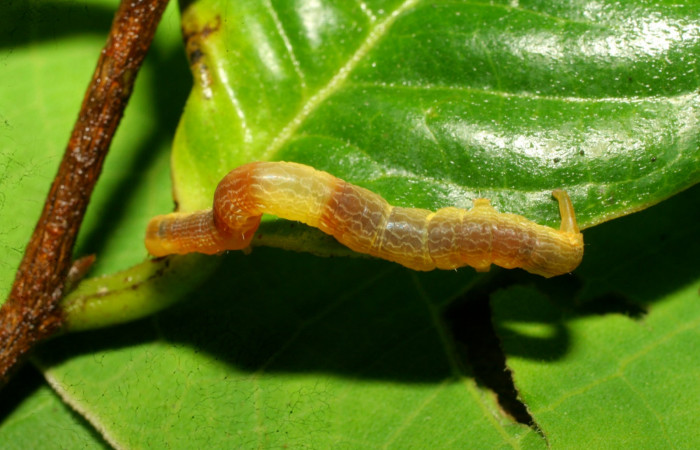Figura 11.Dorsal central <i>Ceromacra</i></i> Poole02 (Erebidae).Sector Pitilla, Pasmompa, (elevación 440 metros). Colectada 23 junio 2008.(08-SRNP-31420-DHJ440472.jpg).

