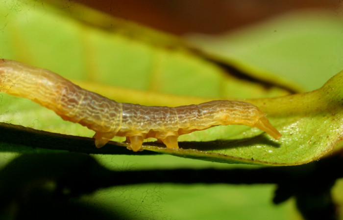 Figura 12.Lateral posterior <i>Ceromacra</i></i> Poole02 (Erebidae).Sector Pitilla, Pasmompa, (elevación 440 metros). Colectada 23 junio 2008.(08-SRNP-31420-DHJ440471.jpg).
