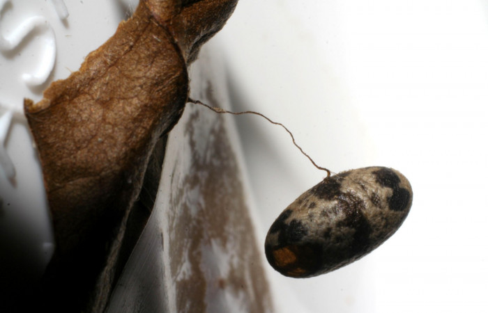 Figura 13. Capullo de parásito <i>Charops</i></i> GauldF2 (Ichneumonidae), de la larva <i>Ceromacra</i></i> Poole02, (Erebidae).Sector Pitilla, Pasmompa, (elevación 440metros). 24 setiembre 2005. (05-SRNP-34110-DHJ415485.jpg).