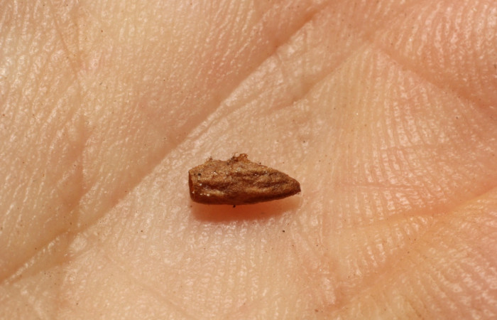 Figura 14. Capullo de parásito <i>Snellenius donstonei</i></i> (Braconidae), de la larva <i>Ceromacra</i></i> Poole02, (Erebidae).Sector Pitilla, Amonias, (elevación 390 metros). 16 agosto 2012. (12-SRNP-31212-DHJ804200.JPG).