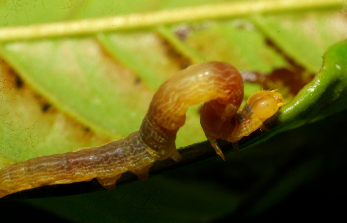 Fig. 15 Dorsal central <i>Ceromacra</i></i> Poole02 (Erebidae), alimentándose en <i>Guatteria amplifolia</i></i> (Annonaceae).Sector Pitilla, Pasmompa, (elevación 440 metros).Colectada 23 Junio 2008 (08-SRNP-31420-DHJ440474.JPG).
