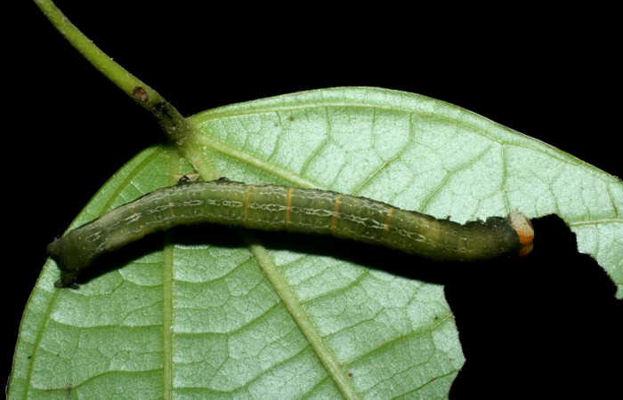 Fig. 16.Dorsal entero <i>Ceromacra</i></i> fuligineaDHJ02 (Erebidae), alimentándose en <i>Abuta panamensis</i></i> (Menispermaceae).Sector Pitilla, Canita, (elevación 480 metros). Colectada 16 Junio 2009.(09-SRNP-70920-DHJ457546.JPG).