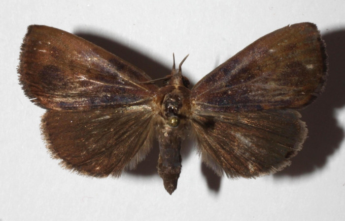 Figura 17. Adulto de <i>Ceromacra</i></i> Poole02 (Erebidae).Posición dorsal.(17-SRNP-2206-DHJ937284.jpg).