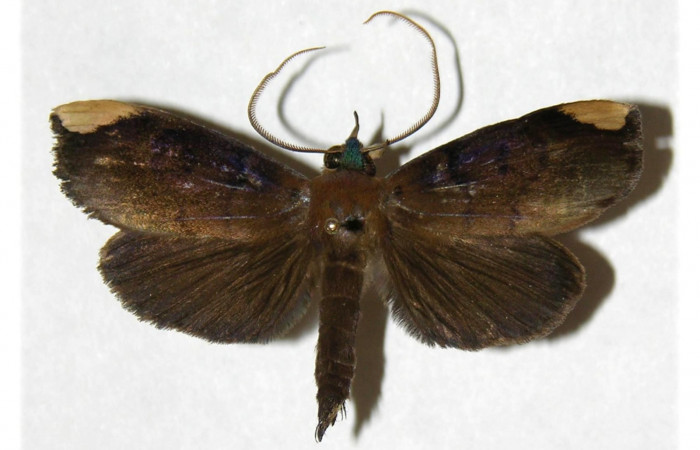 Figura 18. Adulto de <i>Ceromacra</i></i> fuligineaDHJ02 (Erebidae).Posición dorsal.(04-SRNP-60268-DHJ314270.jpg).