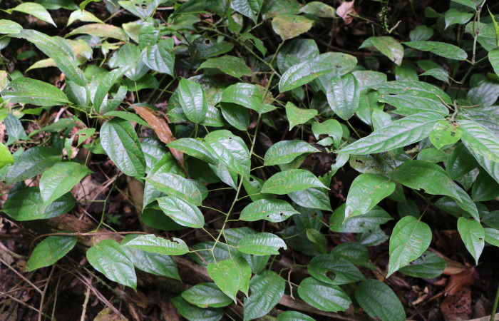 Figura 19. Planta hospedera de larva <i>Ceromacra</i></i> fuligineaDHJ02, (Erebidae). <i>Abuta panamensis</i></i>, (Menispermaceae), posición hojas. Foto Ana Córdoba, 23 Marzo 2019.