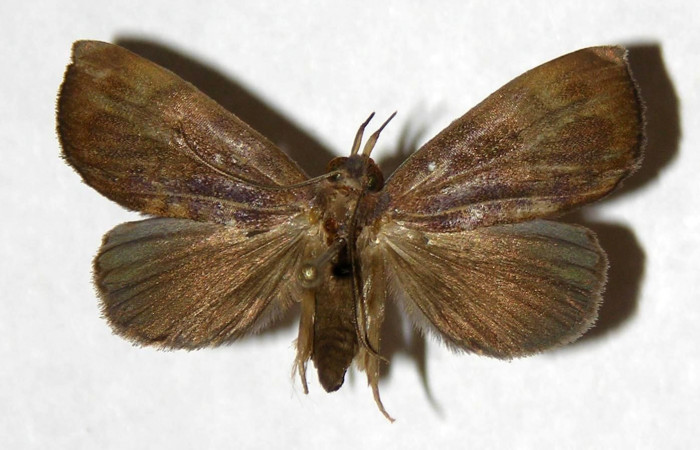 Figura 1. Adulto de <i>Ceromacra</i></i> Poole02 (Erebidae).Posición dorsal. (03-SRNP-9314-DHJ322104.jpg).