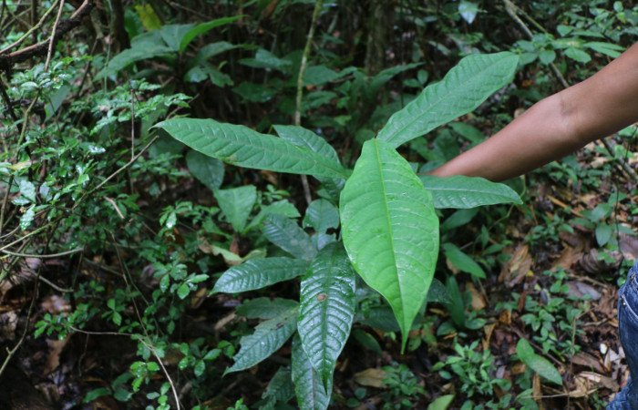 Figura 21. Planta hospedera de larva <i>Ceromacra</i></i> Poole02, (Erebidae). <i>Guatteria diospyroides</i></i>, (Annonaceae), posición hojas. Foto Ana Córdoba, 5 Mayo 2020.