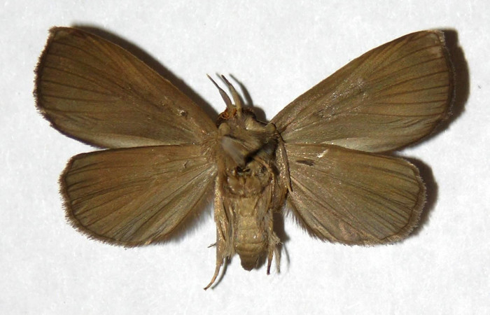 Figura 2. Adulto de <i>Ceromacra</i></i> Poole02 (Erebidae).Posición vista ventral. (03-SRNP-9314-DHJ322105.jpg).