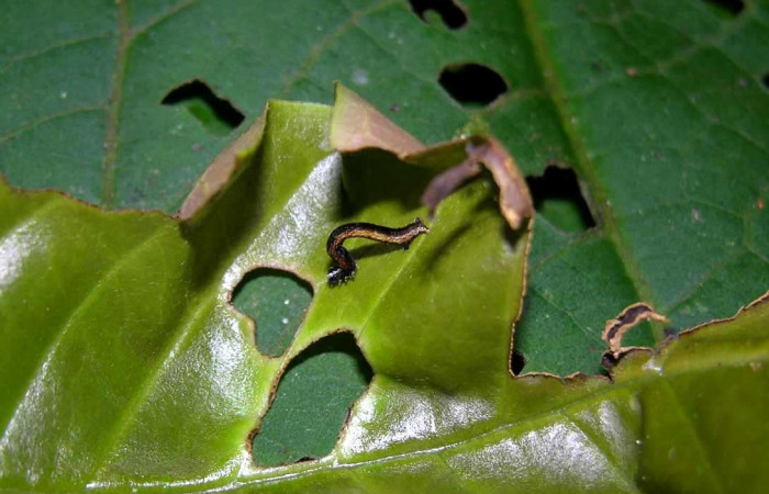 Figura 3. Lateral central <i>Ceromacra</i></i> Poole02 (Erebidae).Sector Pitilla, Paspompa, (elevación 440 metros). Colectada 24 setiembre 2005.(05-SRNP-34116-DHJ424229.jpg).