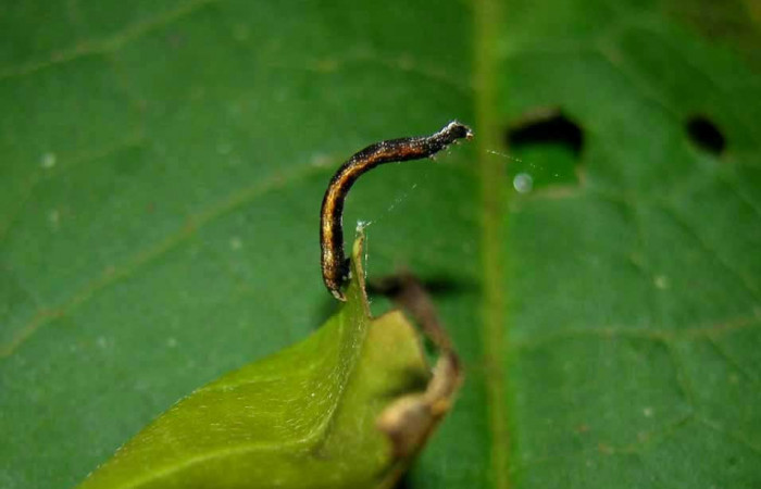 Figura 4. Lateral entero <i>Ceromacra</i></i> Poole02 (Erebidae).Sector Pitilla, Paspompa, (elevación 440 metros). Colectada 24 setiembre 2005.(05-SRNP-34116-DHJ424230.jpg).