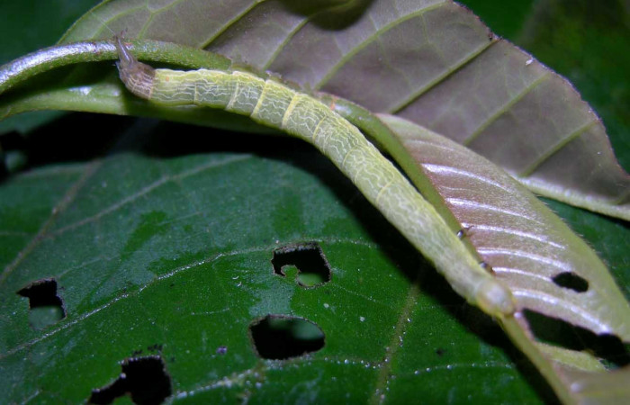 Figura 5. Dorsal entero <i>Ceromacra</i></i> Poole02 (Erebidae).Sector Pitilla, Paspompa, (elevación 440 metros). Colectada 24 setiembre 2005.(05-SRNP-34101-DHJ424226.jpg).