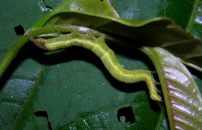 Figura 6. Lateral entero <i>Ceromacra</i></i> Poole02 (Erebidae).Sector Pitilla, Paspompa, (elevación 440 metros). Colectada 24 setiembre 2005.(05-SRNP-34101-DHJ424225.jpg).