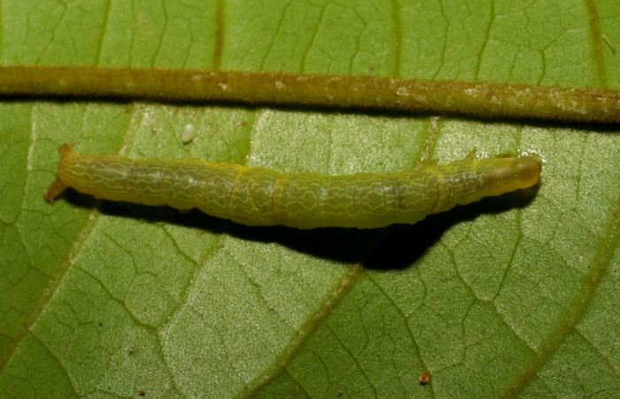 Figura 7. Dorsal entero <i>Ceromacra</i></i> Poole02 (Erebidae).Sector San Cristobal, Sendero Huerta, (elevación 527 metros). Colectada 7 enero 2006.(06-SRNP-93-DHJ409350.jpg).