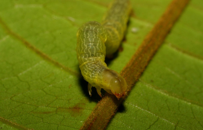 Figura 8. Cabeza <i>Ceromacra</i></i> Poole02 (Erebidae).Sector San Cristobal, Sendero Huerta, (elevación 527 metros). Colectada 7 enero 2006.(06-SRNP-93-DHJ409352.jpg).