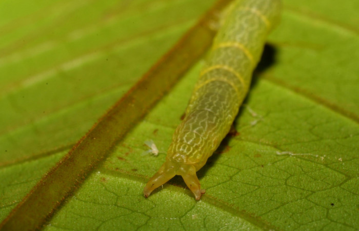 Figura 9. Parte posterior <i>Ceromacra</i></i> Poole02 (Erebidae).Sector San Cristobal, Sendero Huerta, (elevación 527 metros). Colectada 7 enero 2006.(06-SRNP-93-DHJ409353.jpg).