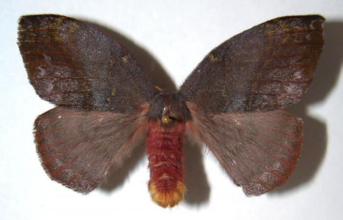 Figura 18. Adulto macho de <i>Hylesia aeneides</i></i> (Saturniidae). Voucher: 00-SRNP-2198.03-DHJ91528.