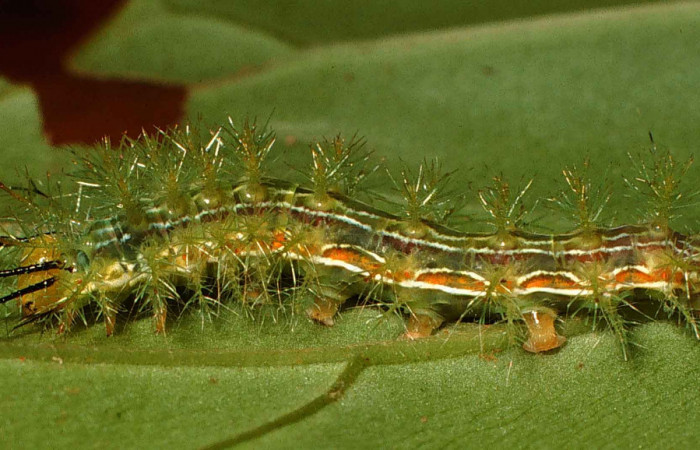 Figura 6. Parte lateral de larvas en tercer estadio de <i>Hylesia aeneides</i></i> (Saturniidae) Voucher: 00-SRNP-432-DHJ52665.jpg.