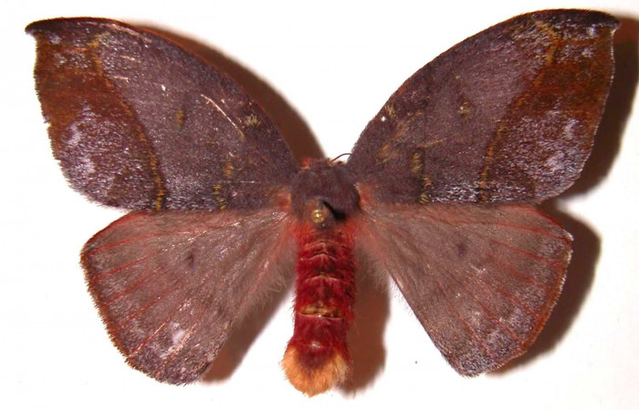 Figura 16. Adulto hembra de <i>Hylesia aeneides</i></i> (Saturniidae). Voucher: 01-SRNP-696-DHJ36408.
